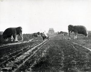 守卫动物大道通往明十三陵，北京，c.1868-70 作者 英国摄影师